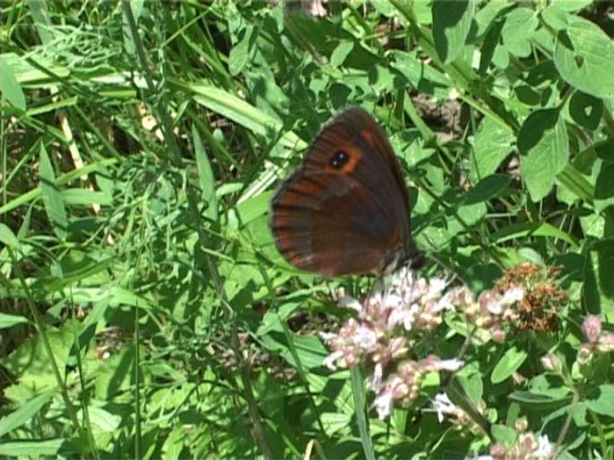 Graubindiger Mohrenfalter ( Erebia aethiops ), Flügelunterseite : Nettersheim/Urfttal, Eifel, 15.07.2006 